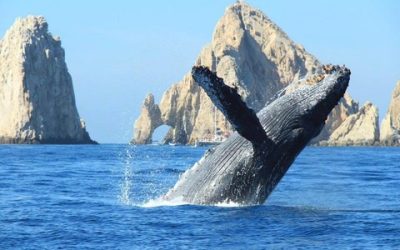 Ballenas │ Los Cabos